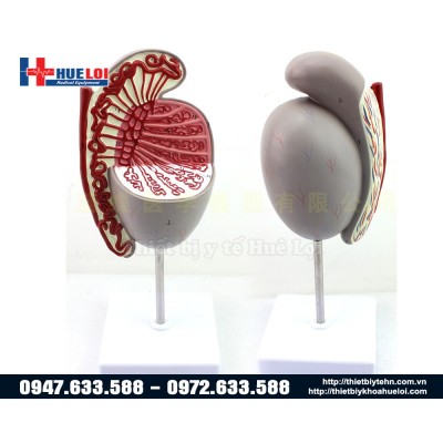 Mô hình tinh hoàn tinh trùng phóng đại Mô hình tinh hoàn tinh trùng phóng đại